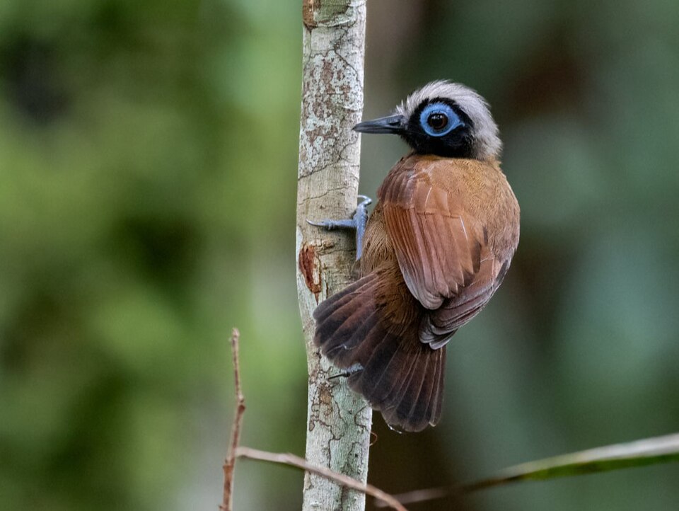 Hairy-crested Antbird