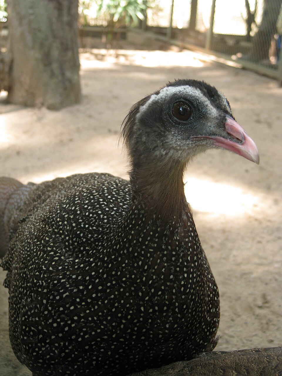 Vietnamese Crested Argus