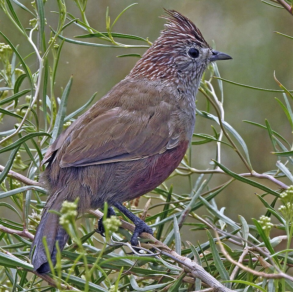 Crested Gallito
