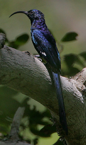 Common Scimitarbill