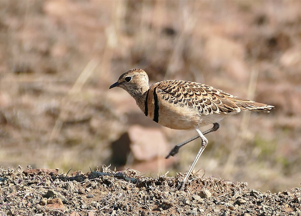 Double-banded Courser