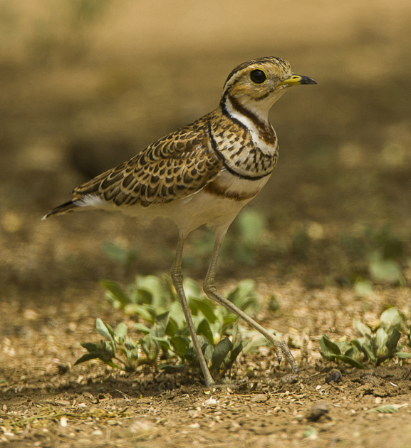 Three-banded Courser