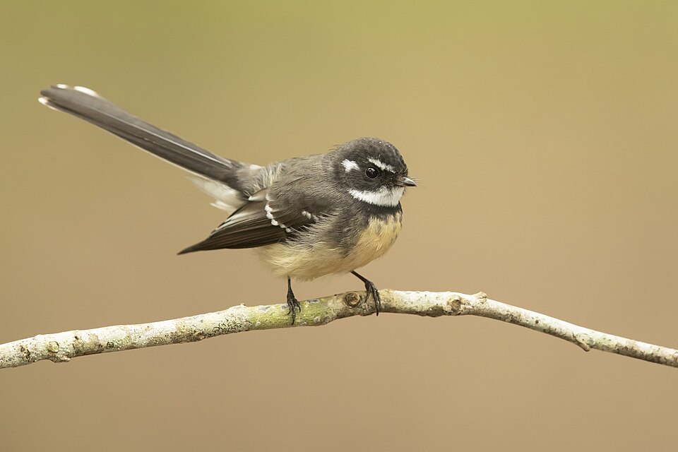 Grey Fantail