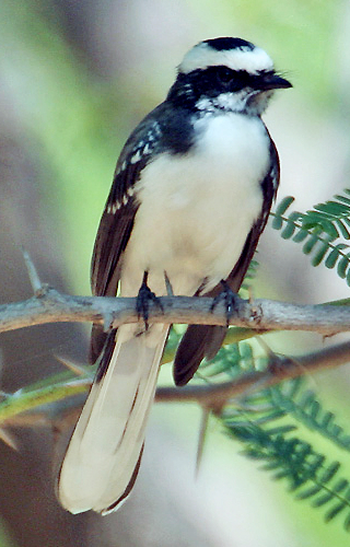 White-browed Fantail