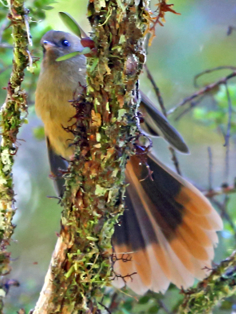 Dimorphic Fantail
