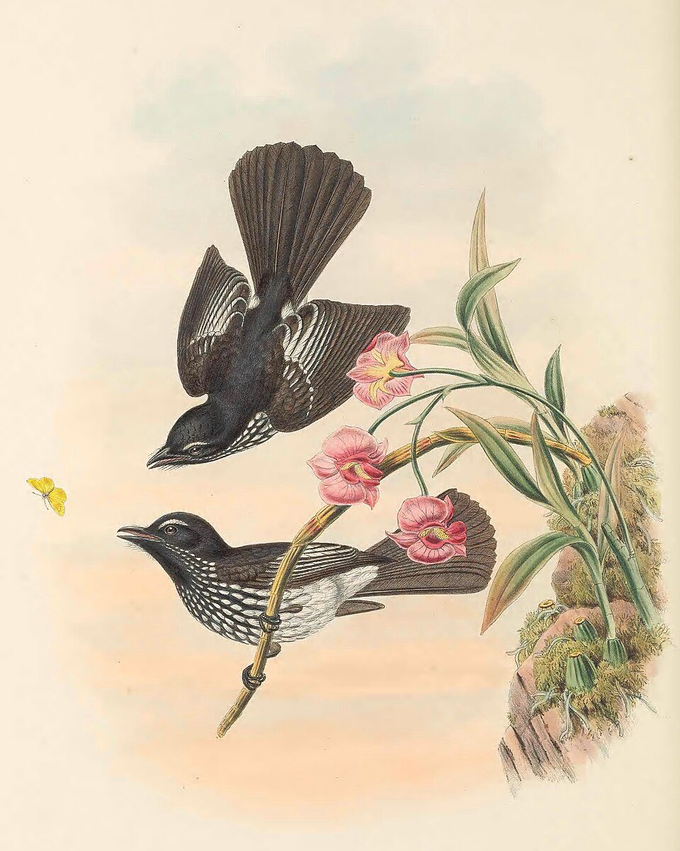 Cockerell's Fantail