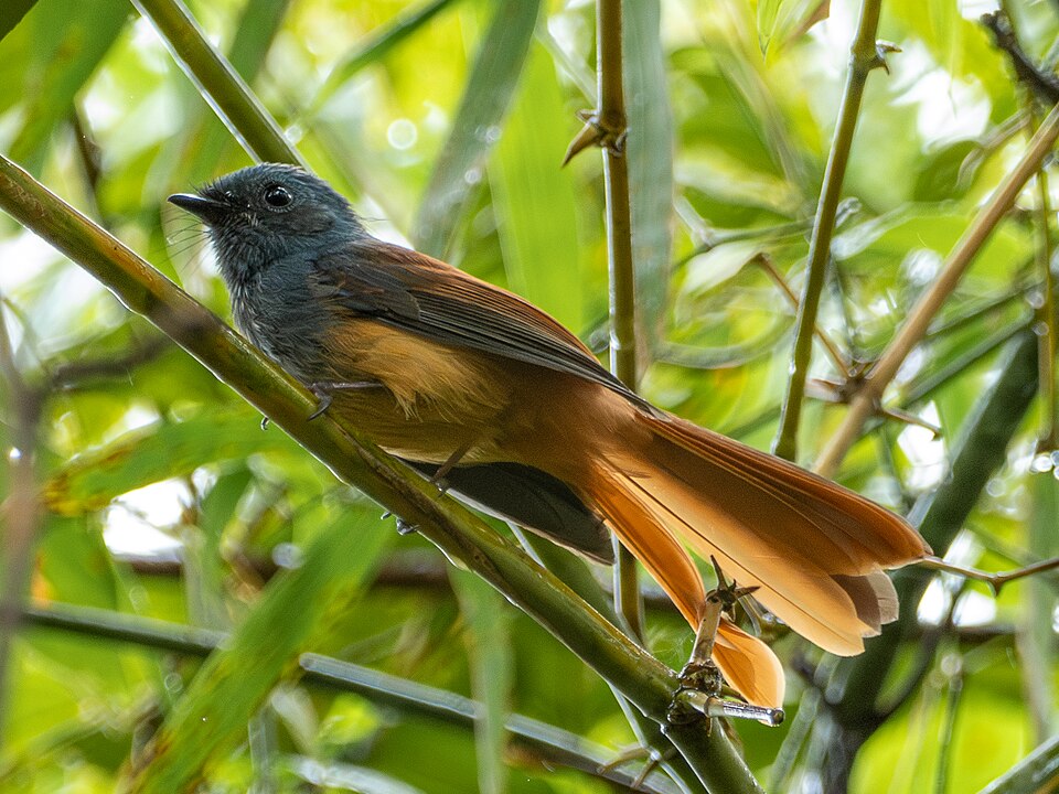 Blue-headed Fantail
