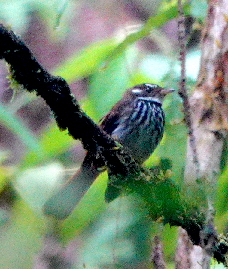 Streak-breasted Fantail
