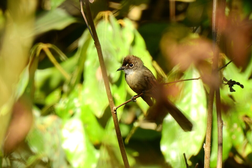 Brown-capped Fantail