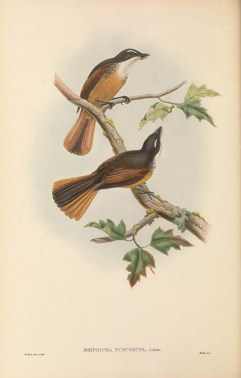 Cinnamon-tailed Fantail