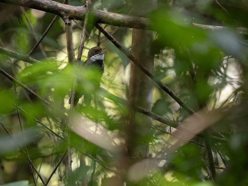 Peleng Fantail