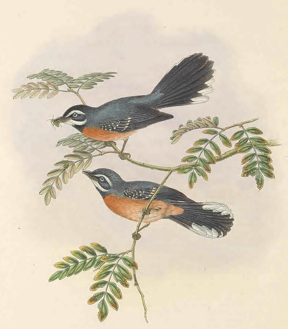 Chestnut-bellied Fantail
