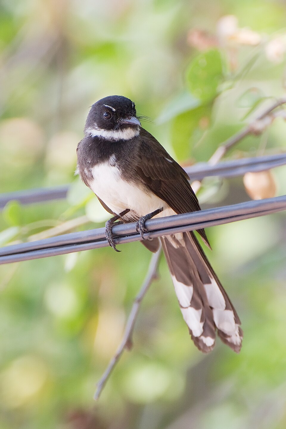 Malaysian Pied Fantail