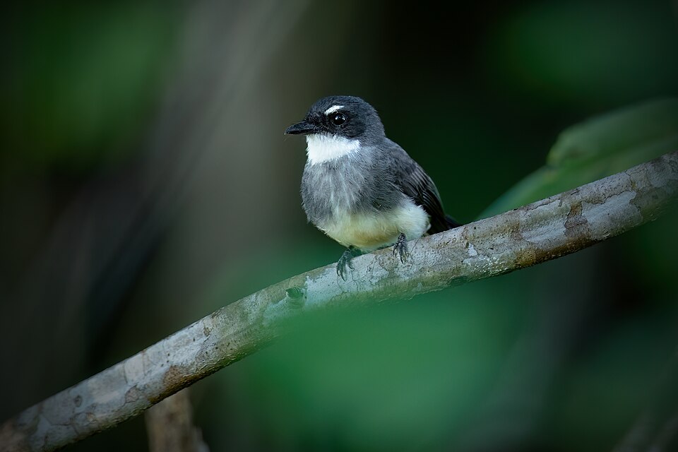 Biak Fantail