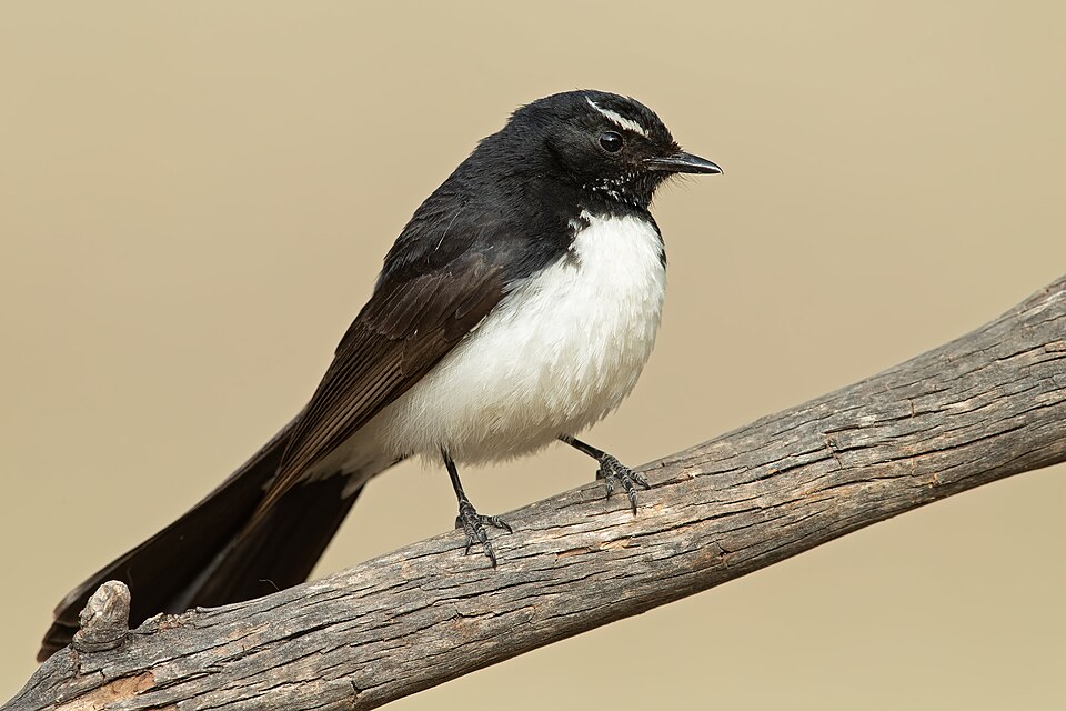 Willie Wagtail