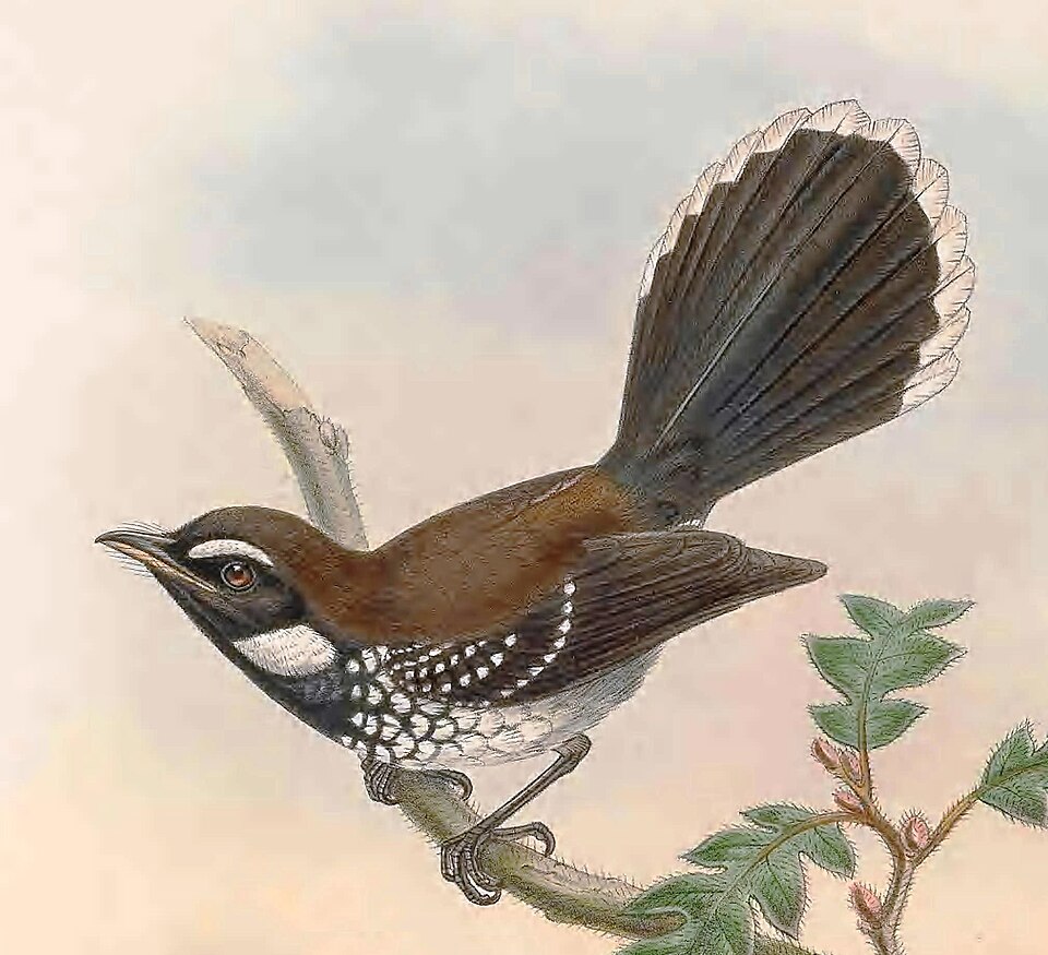 White-bellied Thicket Fantail