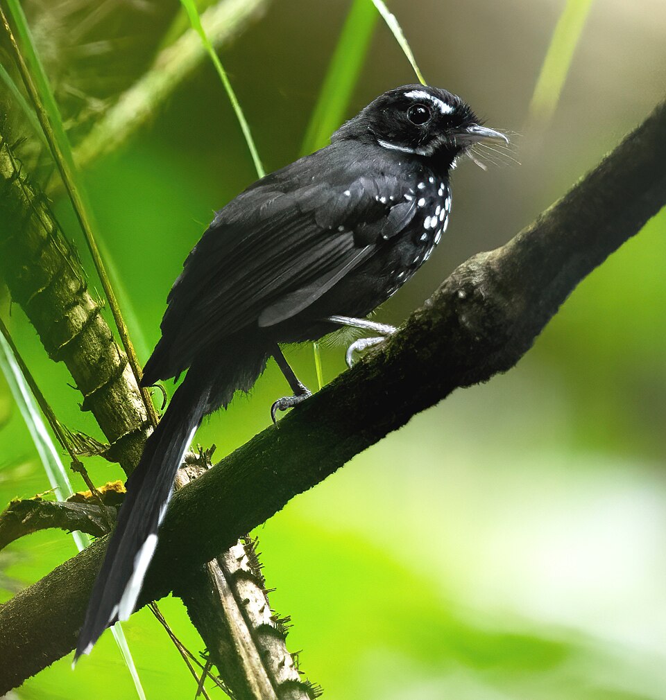 Black Thicket Fantail
