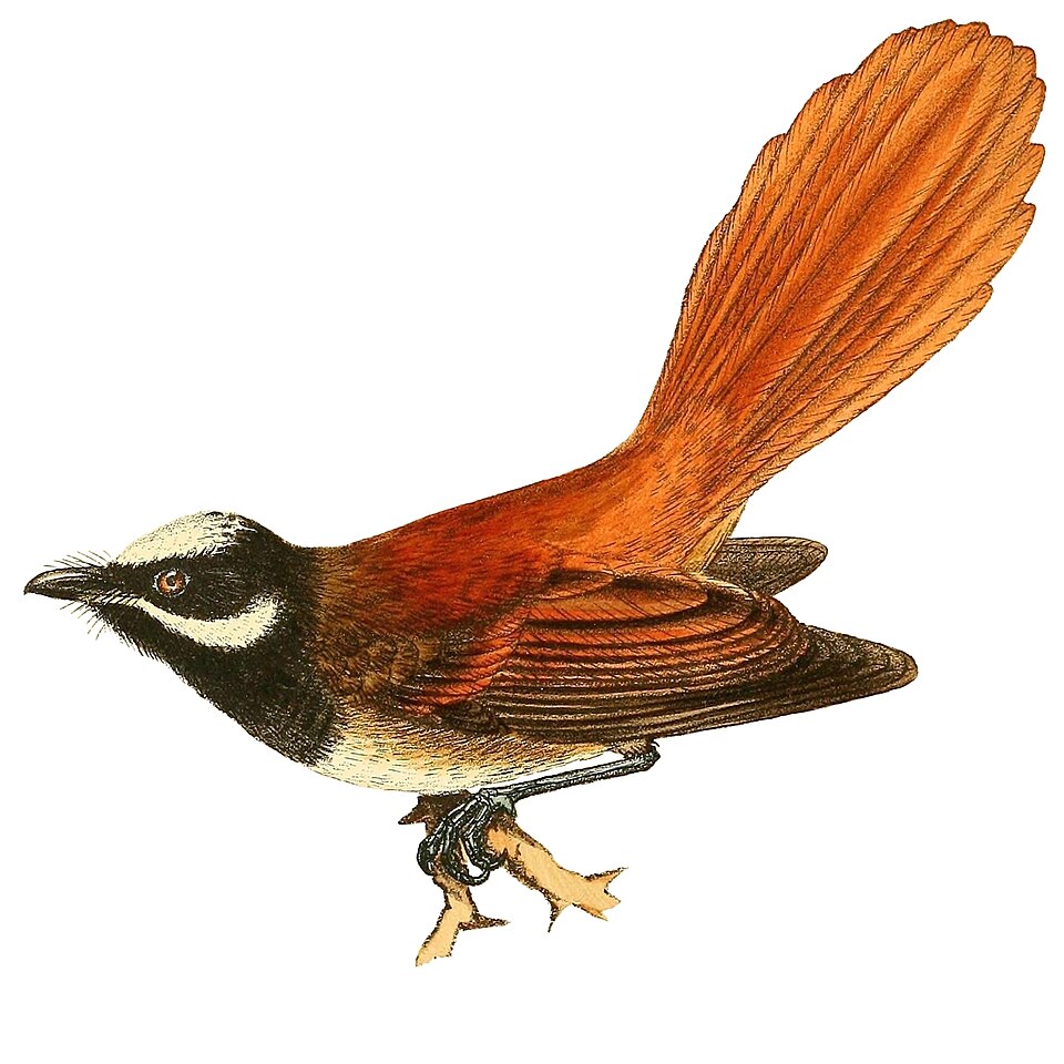 Mussau Fantail