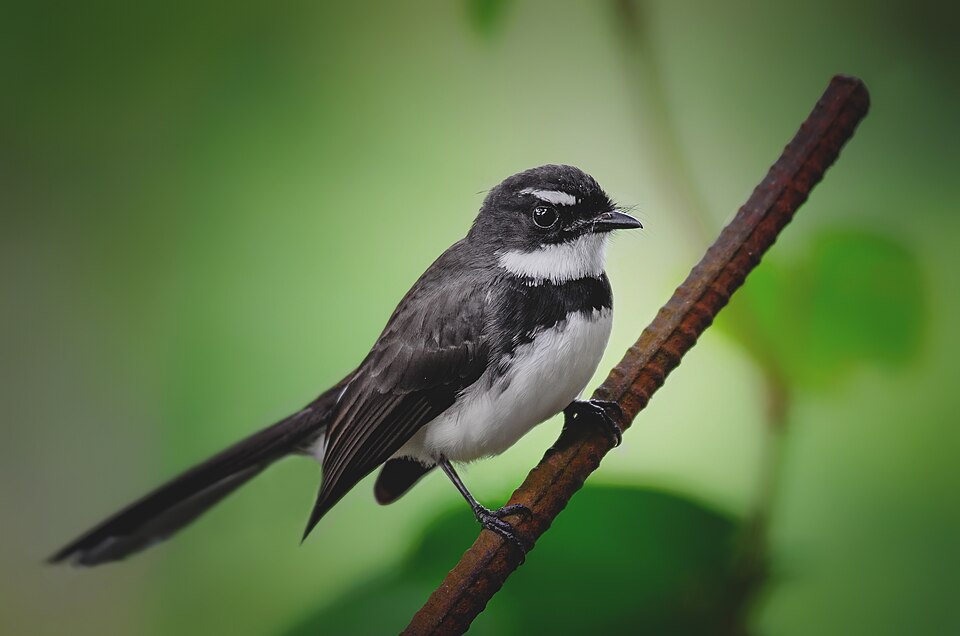 Philippine Pied Fantail