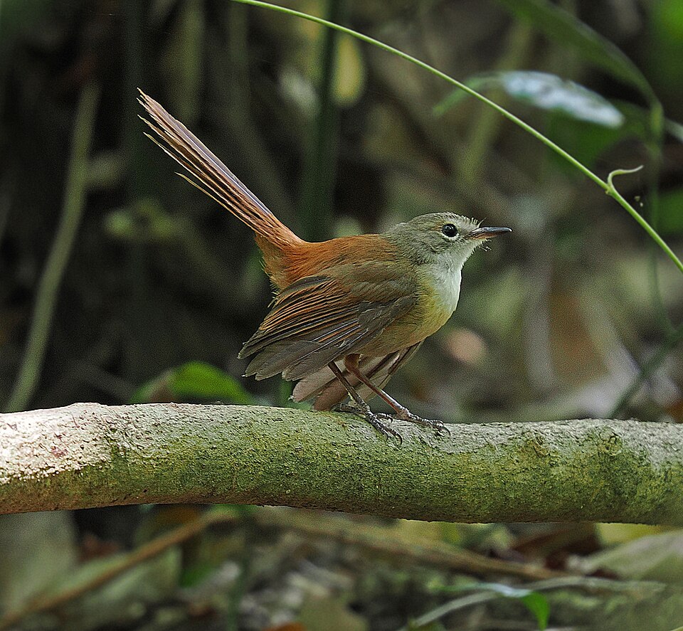 Long-tailed Fantail