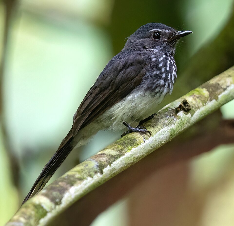 Spotted Fantail