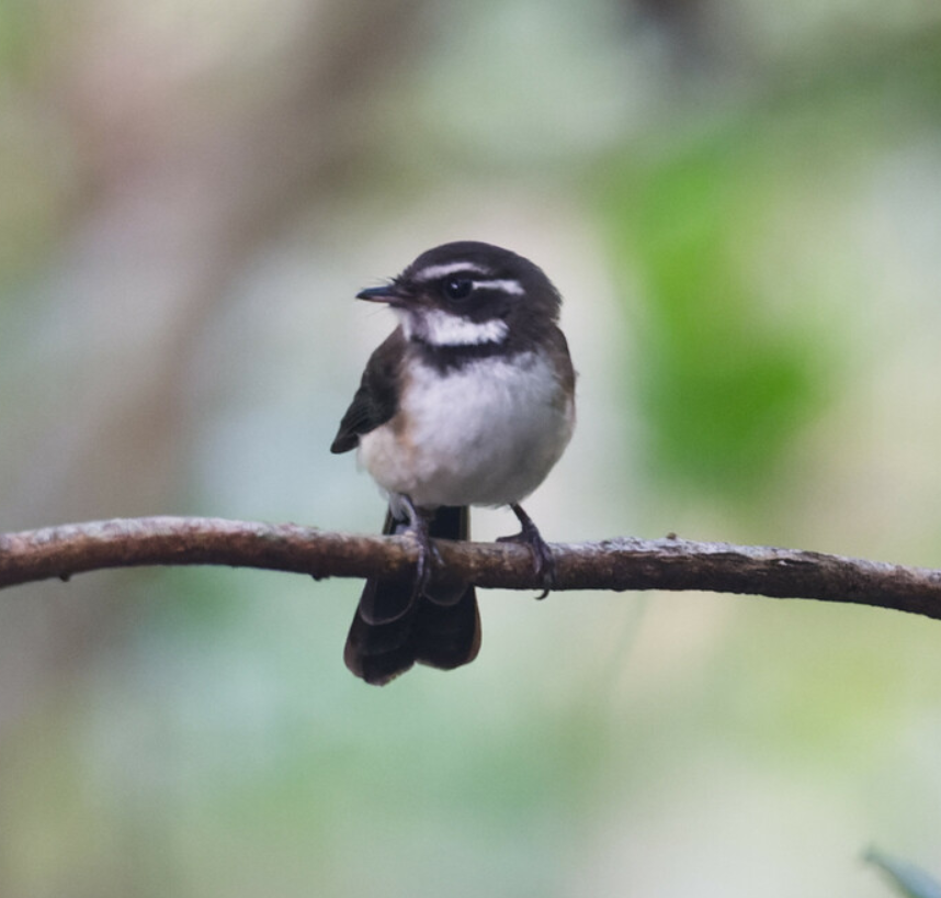 Kadavu Fantail