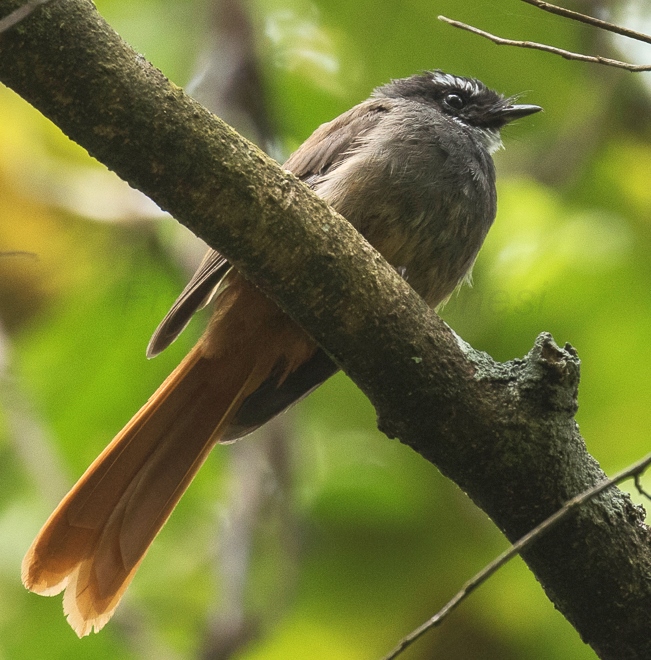 Rufous-tailed Fantail