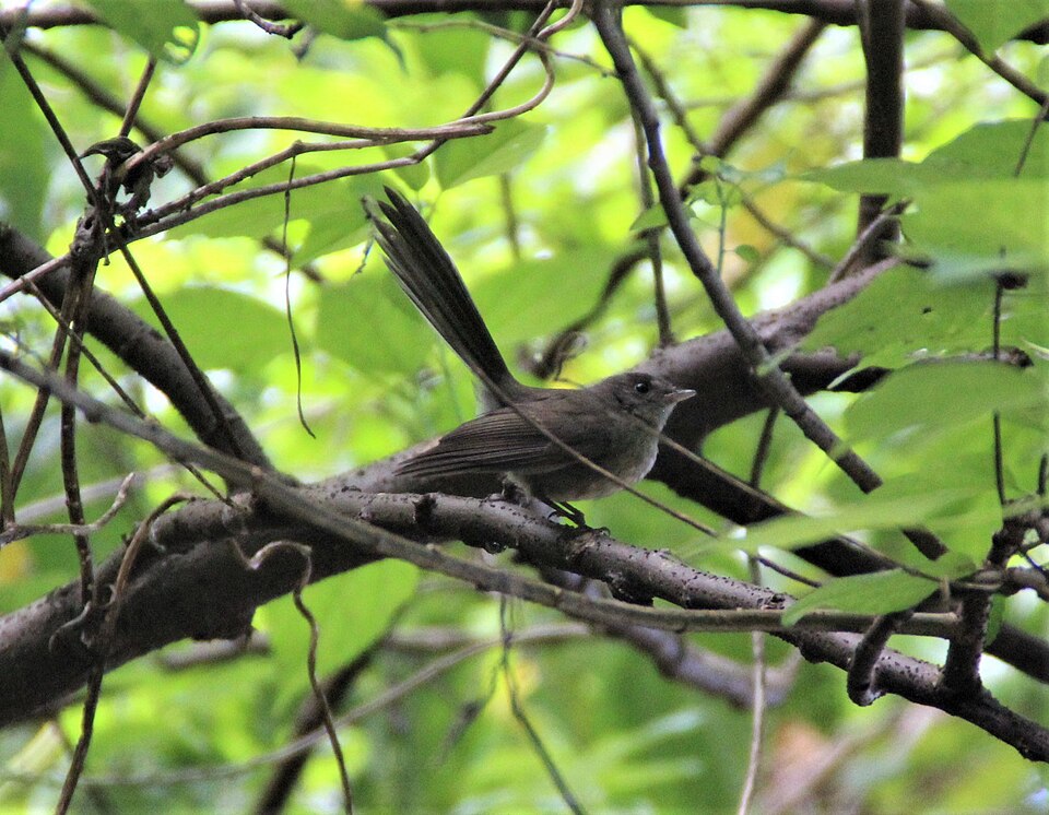 Rennell Fantail