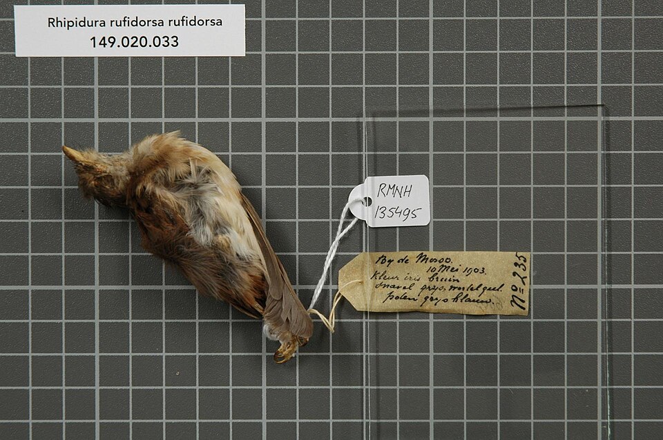 Rufous-backed Fantail