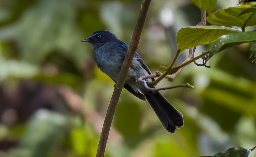 Visayan Blue Fantail