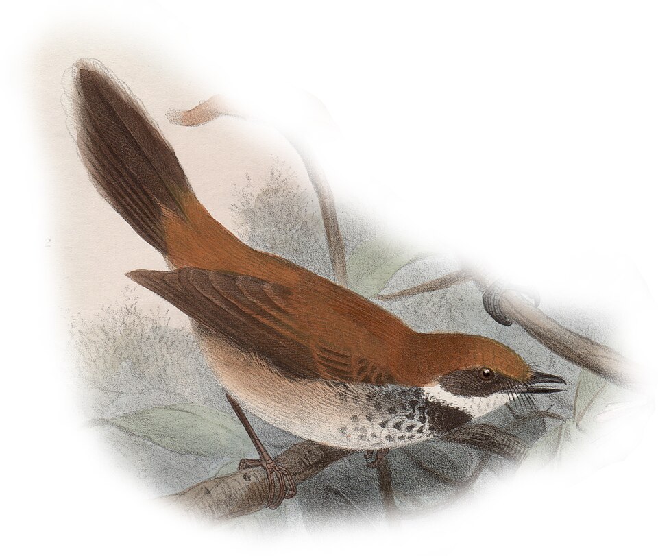 Manus Fantail