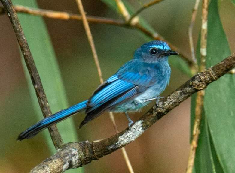 Mindanao Blue Fantail