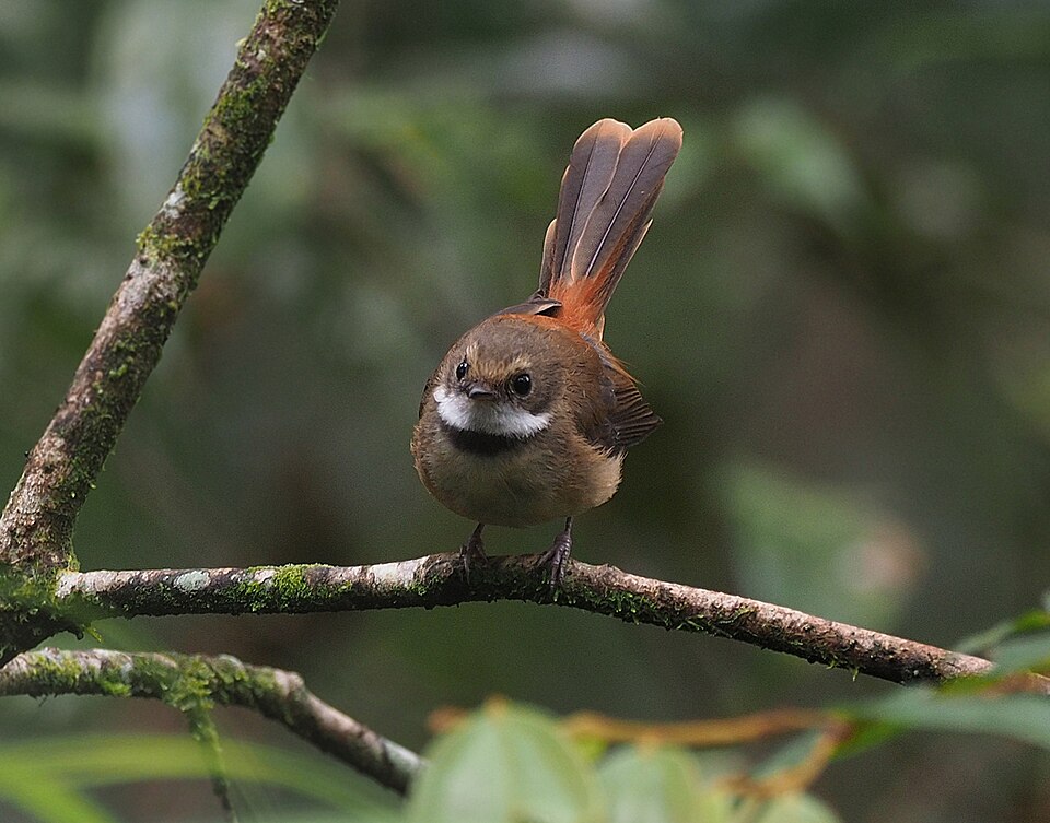 Tawny-backed Fantail