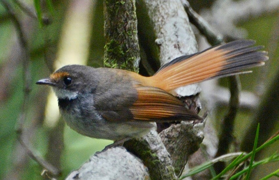 Sulawesi Fantail