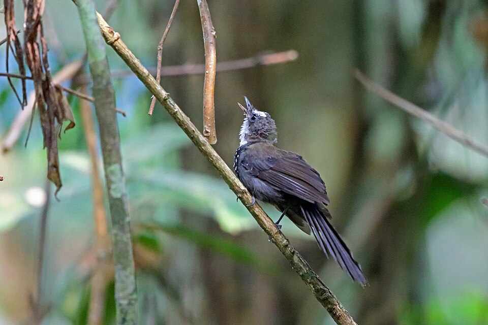 Sooty Thicket Fantail