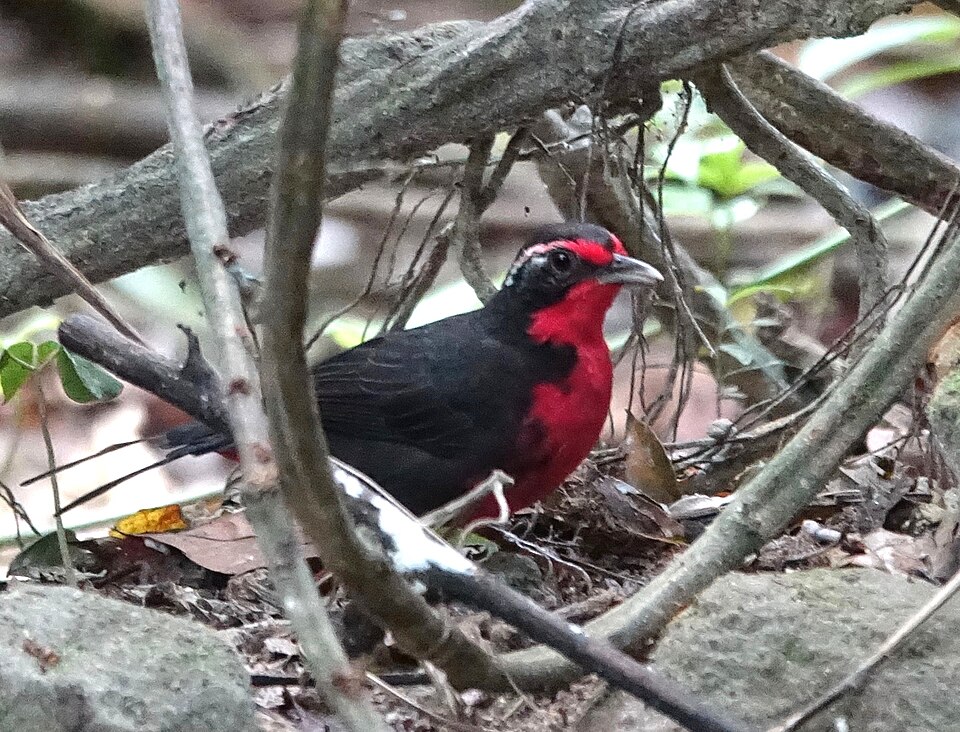 Rosy Thrush-tanager