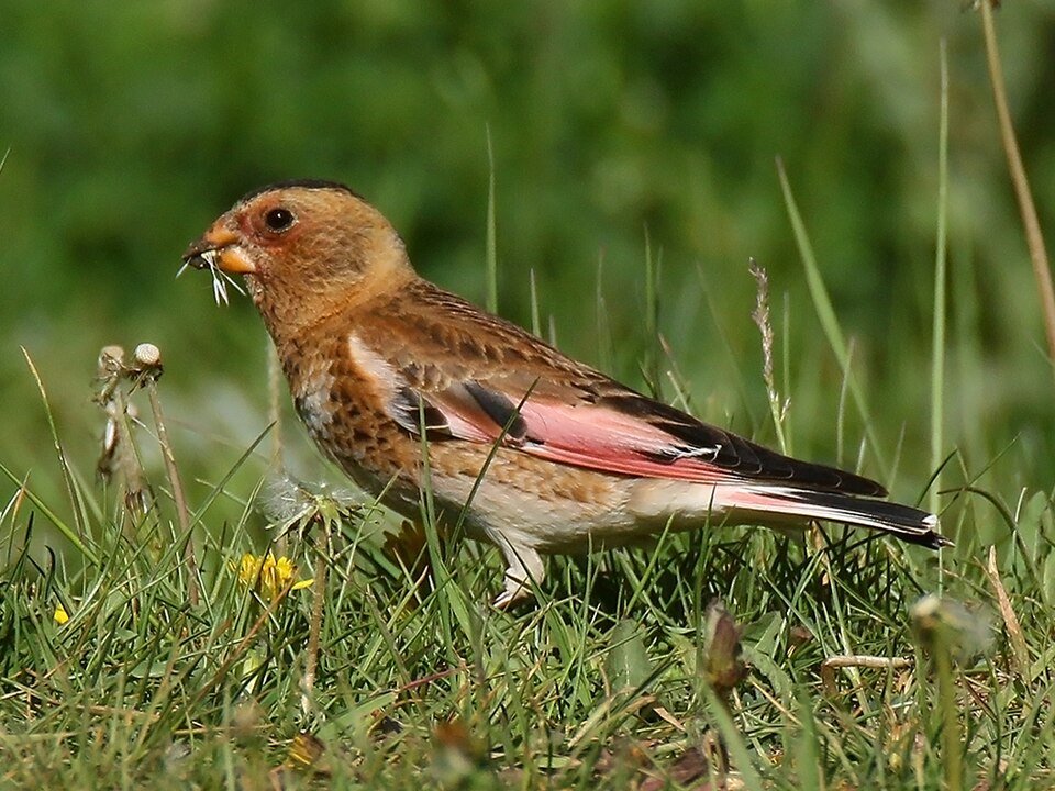 African Crimson-winged Finch