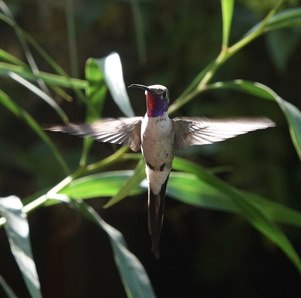Oasis Hummingbird