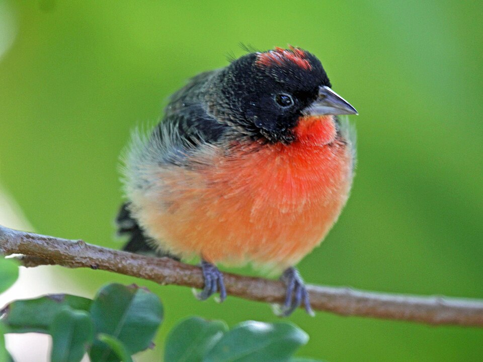 Crimson-breasted Finch