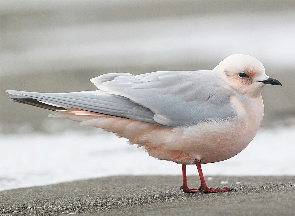 Ross's Gull