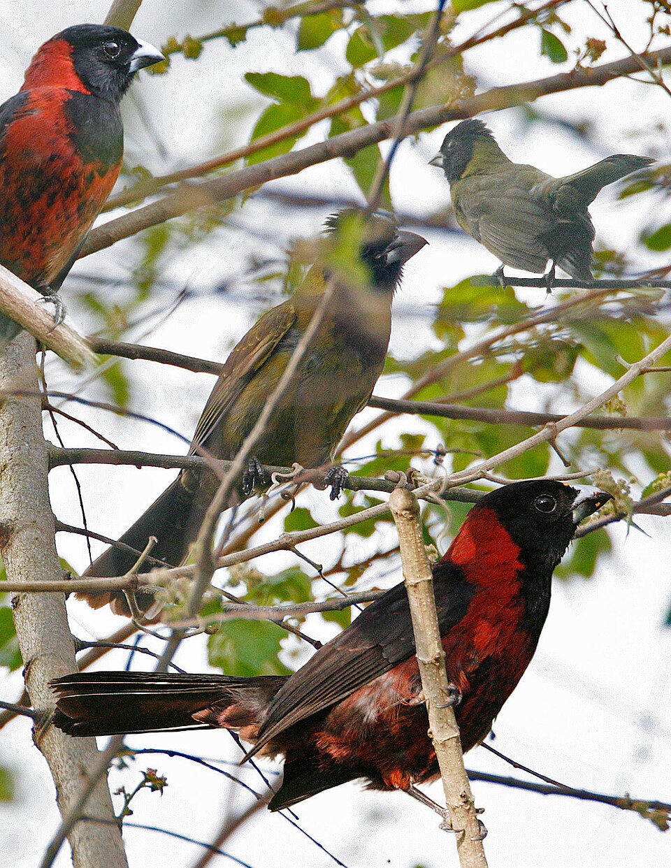 Crimson-collared Grosbeak