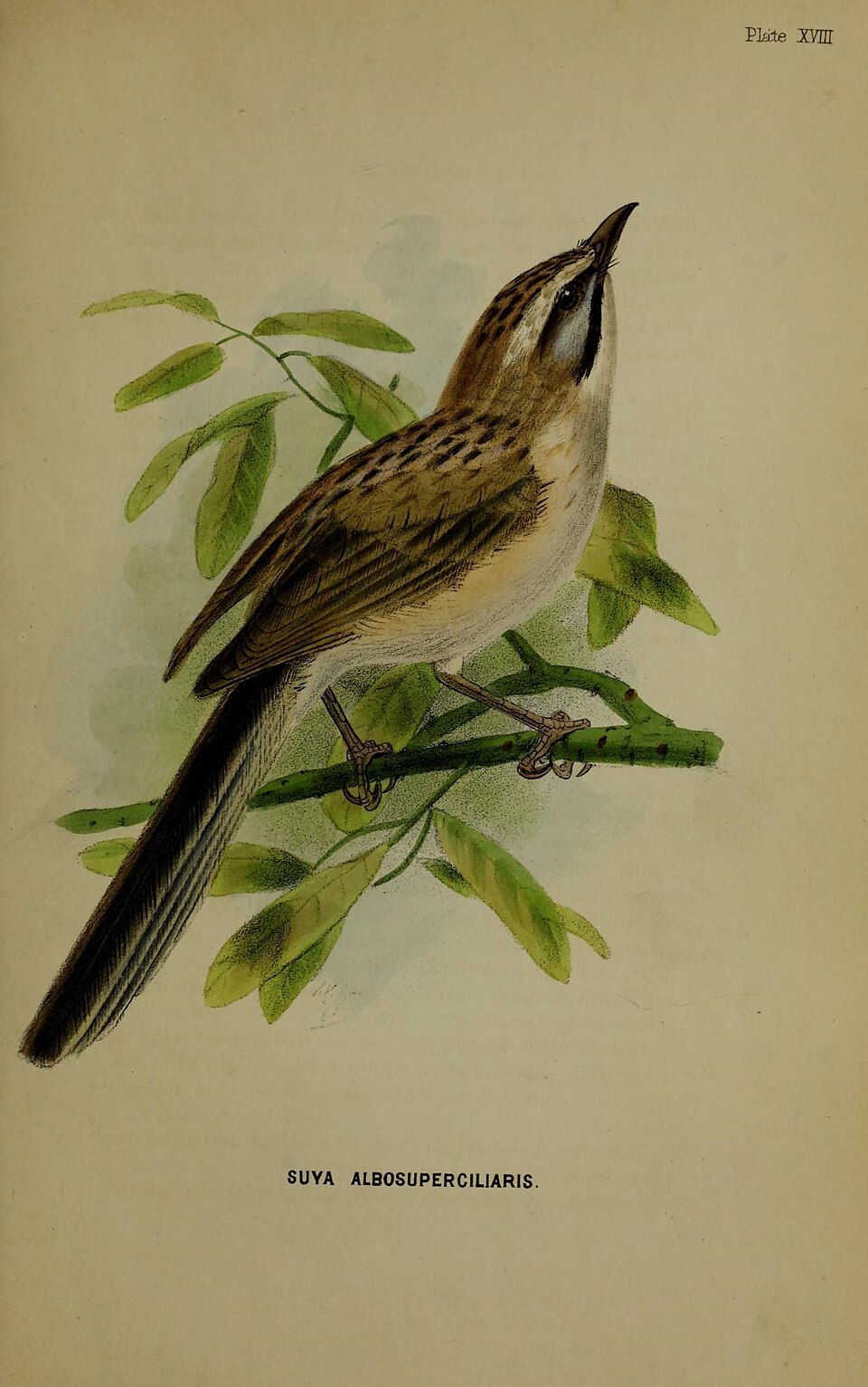 Tarim Babbler