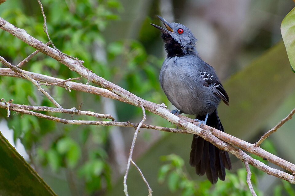 Slender Antbird