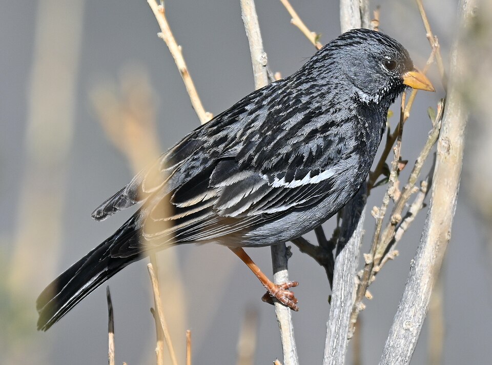 Mourning Sierra Finch