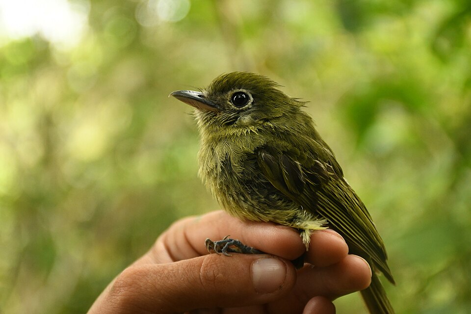 Eye-ringed Flatbill