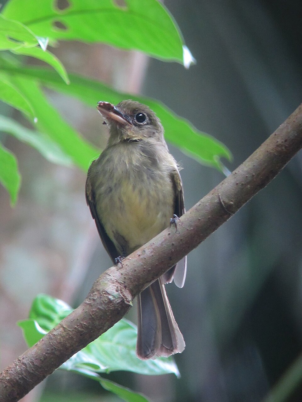 Olivaceous Flatbill