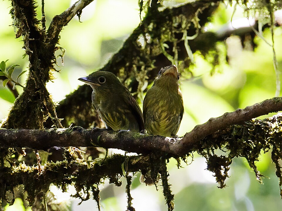 Pacific Flatbill