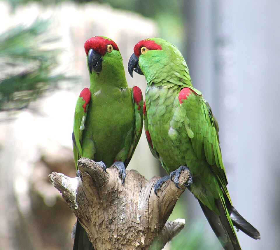 Thick-billed Parrot