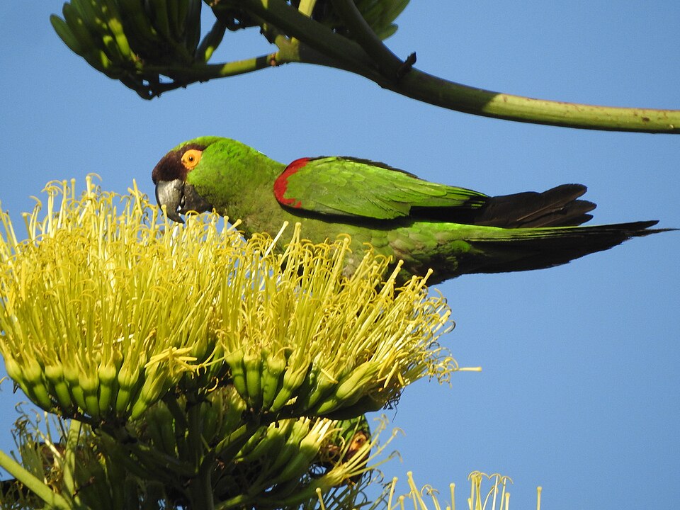 Maroon-fronted Parrot