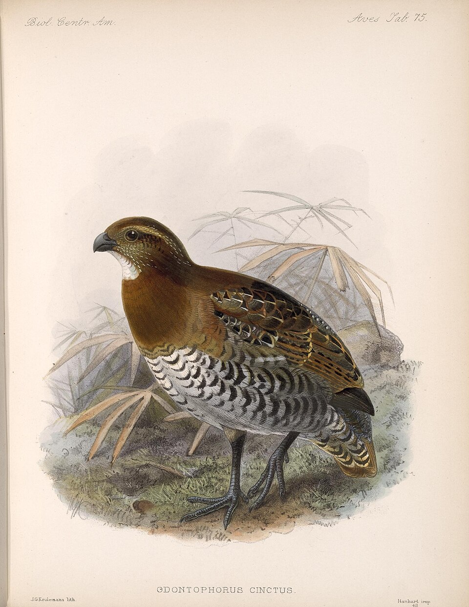 Tawny-faced Quail